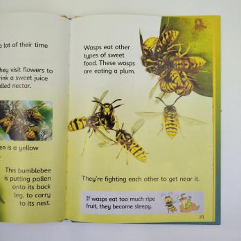 Bees and Wasps книга купить, книги на английском для детей, энциклопедии на английском купить, детская литература на английском, издательство Usborne книги на английском купить, познавательные книги детям купить